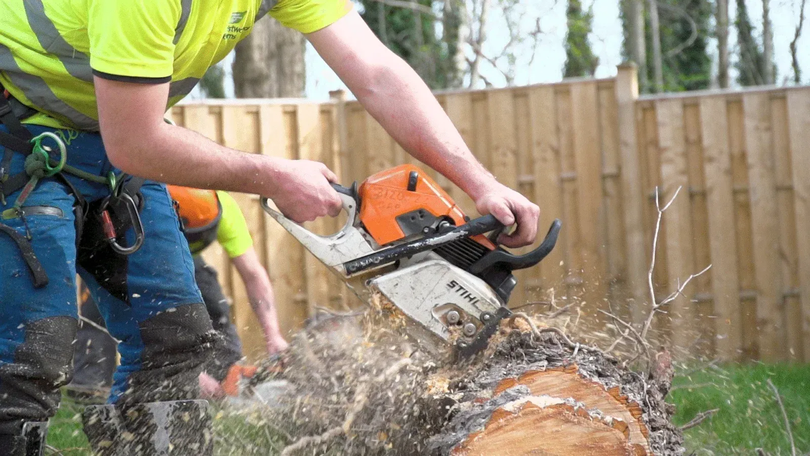 sheffield-tree-surgeon-chainsaw-tree-felling