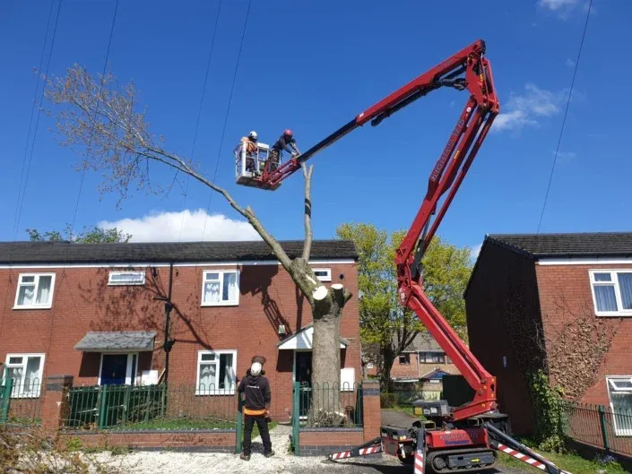 sheffield-tree-surgeon-sectional-tree-removal-cherry-picker